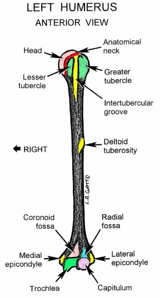 13-Humerus (ant)