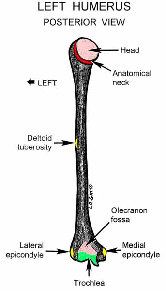 14-Humerus (pos)