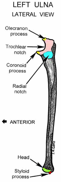 15-Ulna