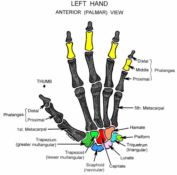 17-Hand (ant)