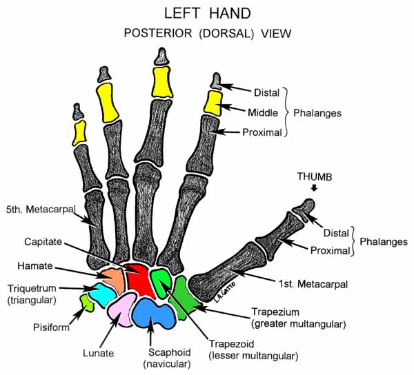 18-Hand (pos)