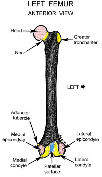 22-Femur (ant)