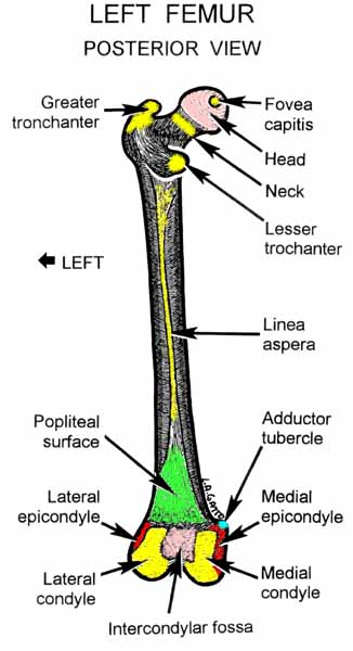 23-Femur (pos)