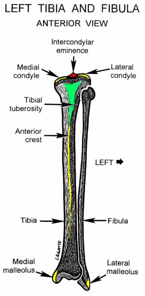 24-Tibia & Fibula (ant)