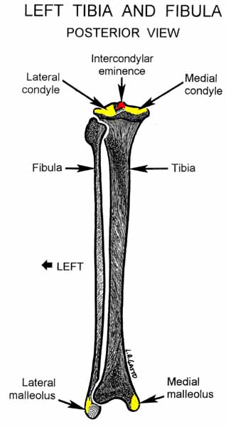 25-Tibia & Fibula (pos)