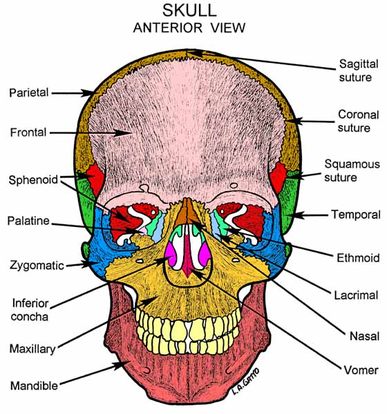 28-Skull (ant)