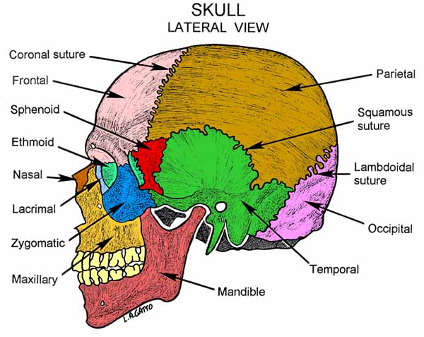 29-Skull (lat)