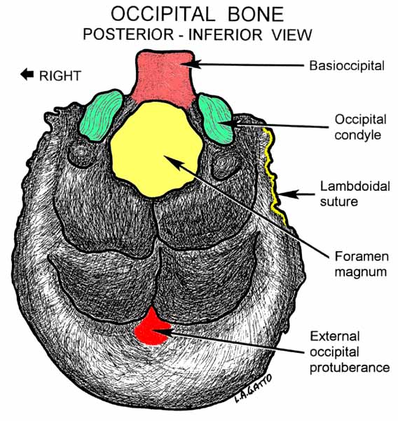 32-Occipital