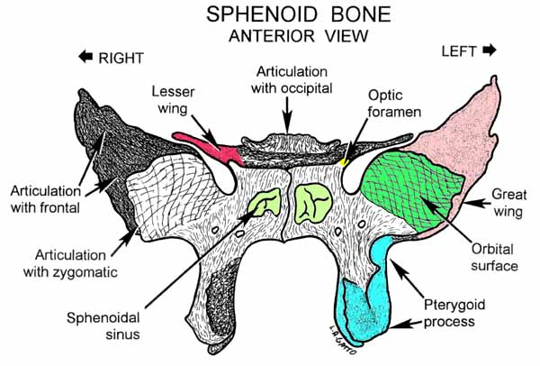 34-Sphenoid (ant)