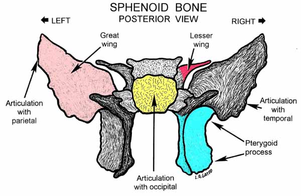 35-Sphenoid (pos)