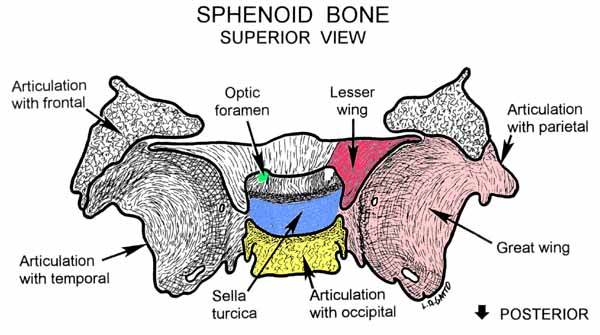 36-Sphenoid (sup)