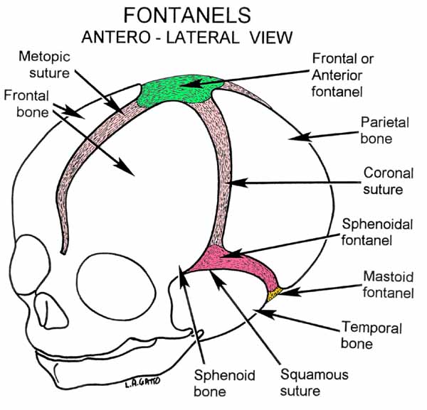 37-Fontanels (ant-lat)