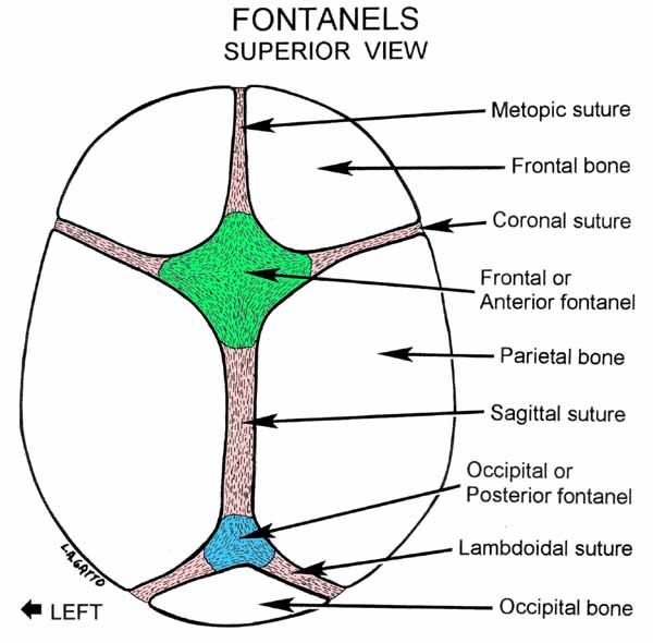 38-Fontanels (sup)