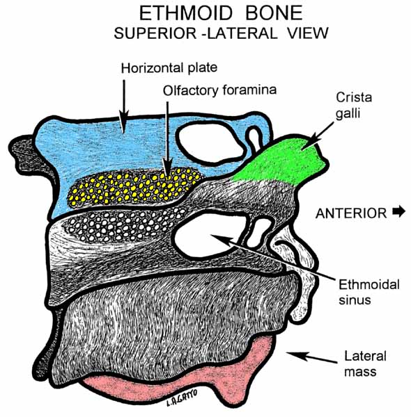 39-Ethmoid (sup-lat)