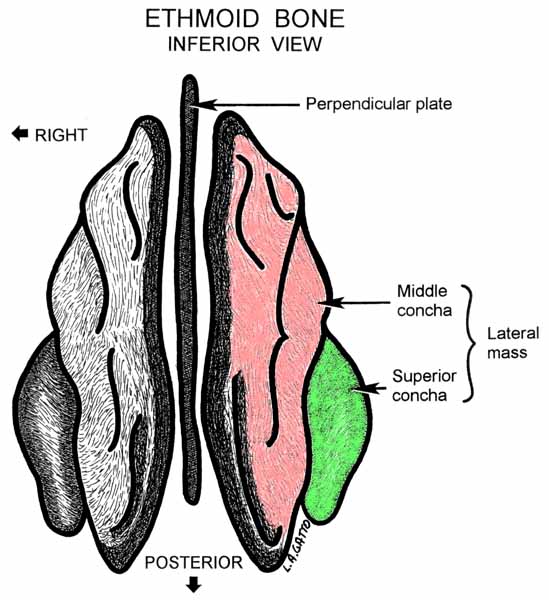 40-Ethmoid (inf)