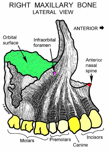 41-Maxilla (lat)