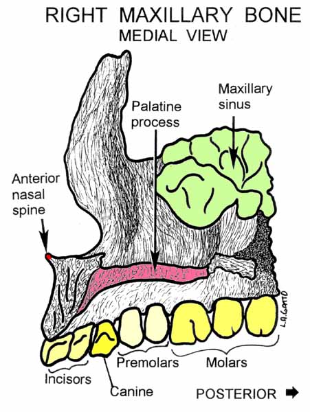 42-Maxilla (med)