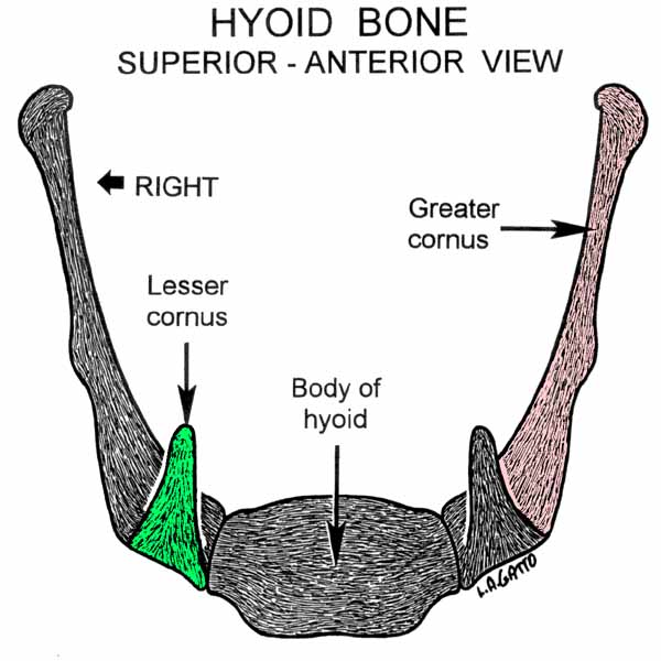 44-Hyoid