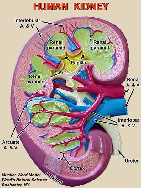 02-Kidney1