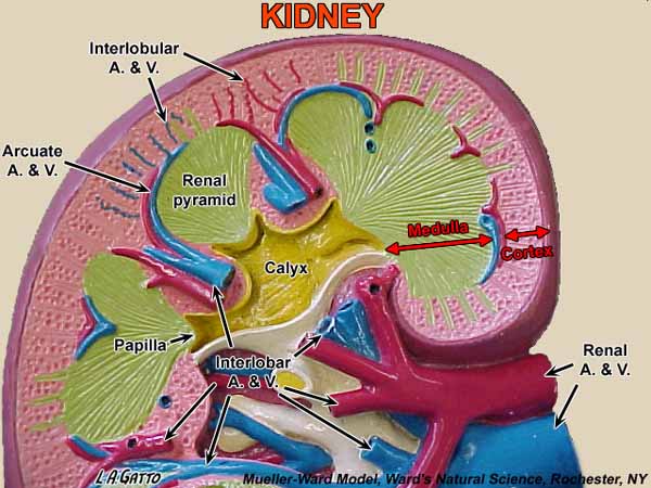 03-Kidney2