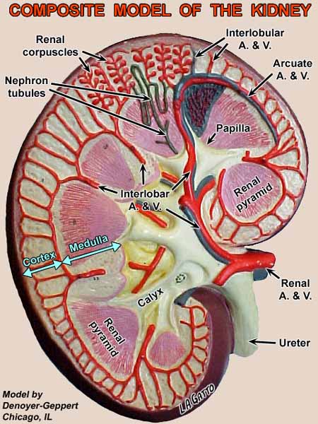 04-Kidney3