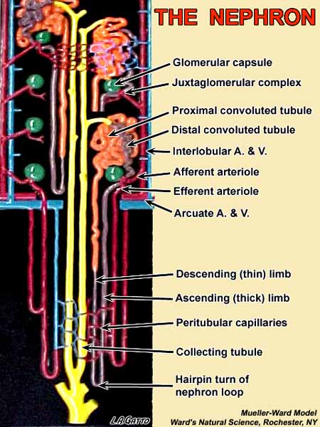 05-Nephro1