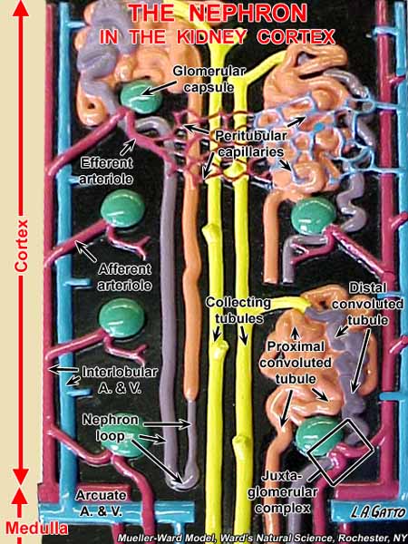 06-Nephro2