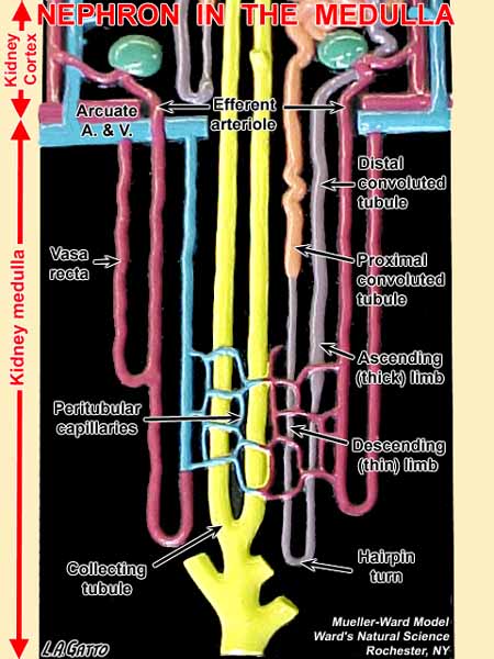 07-Nephro3