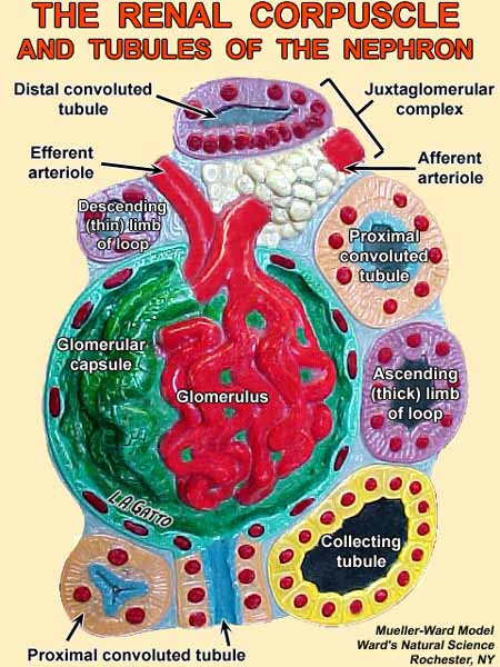 08-Nephro4