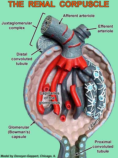 09-Nephro5