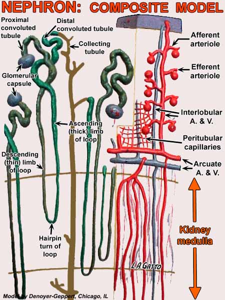 10-Nephro6