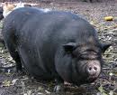 potbelly pig 1