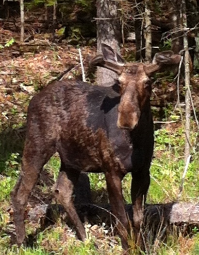 NH Moose May 2012