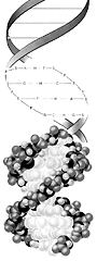 dna molecule
